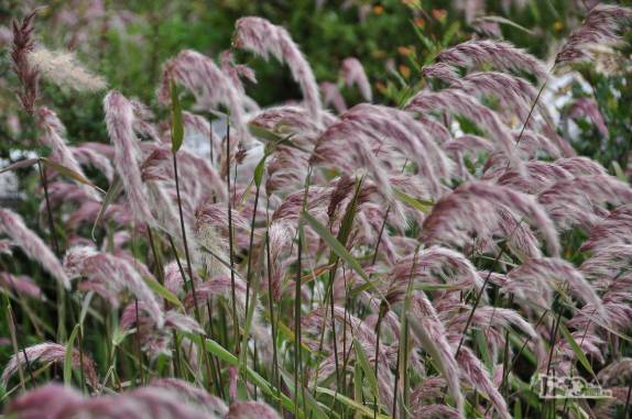 Uma nova geração de plantas recoloniza as encostas do vulcão Chaitén, no sul do Chile